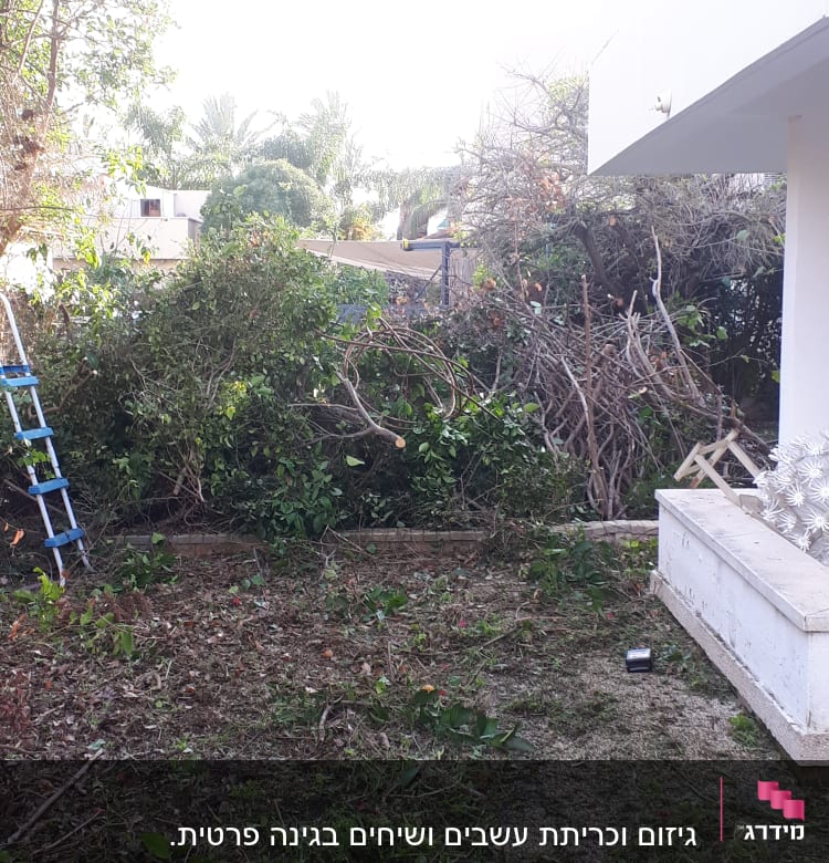 ענפים גזומים על הקרקע ליד סולם כחול